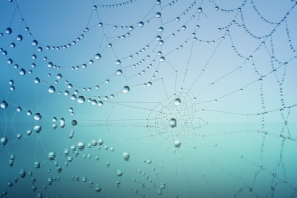 Ein Spinnennetz mit Wassertropfen, was nachhaltige Netzwerktechnologie symbolisieren soll.