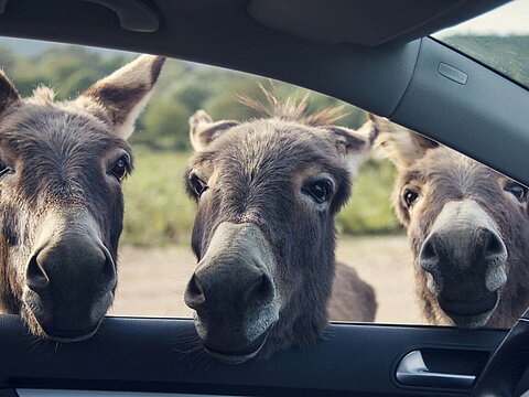 Drei neugierige Esel blicken durch ein offenes Autofenster – Symbolbild für Wissensdurst und Neugier